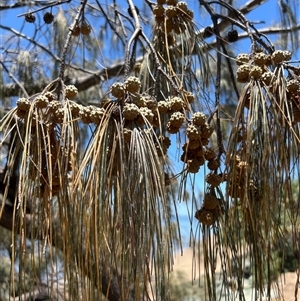 Casuarina equisetifolia subsp. incana at Woody Point, QLD - 26 Dec 2024 12:40 PM