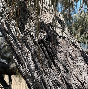 Casuarina equisetifolia subsp. incana at Woody Point, QLD - 26 Dec 2024