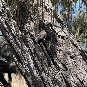 Casuarina equisetifolia subsp. incana at Woody Point, QLD - 26 Dec 2024 12:40 PM