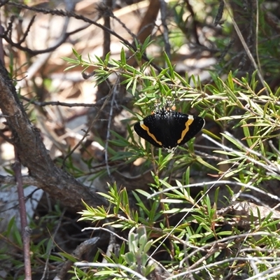 Eutrichopidia latinus (Yellow-banded Day-moth) at Tharwa, ACT - 22 Dec 2024 by DavidDedenczuk