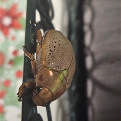 Anoplognathus porosus (Porosus Christmas beetle) at Inverell, NSW - 26 Dec 2024 by GarethQ