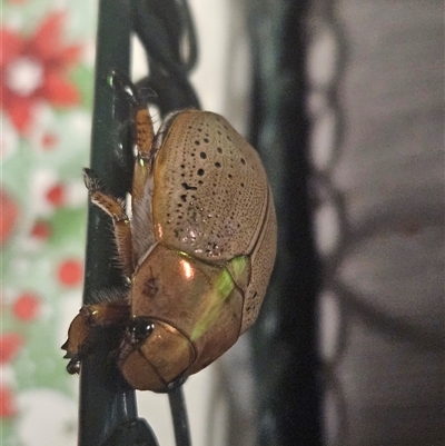 Anoplognathus porosus (Porosus Christmas beetle) at Inverell, NSW - 26 Dec 2024 by GarethQ