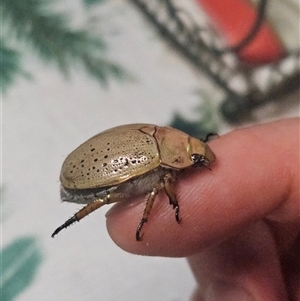 Anoplognathus porosus at Inverell, NSW - 26 Dec 2024