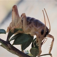 Gryllacrididae (family) (Wood, Raspy or Leaf Rolling Cricket) at Bungendore, NSW - 26 Dec 2024 by clarehoneydove