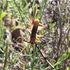 Gryllacrididae (family) at Bungendore, NSW - suppressed