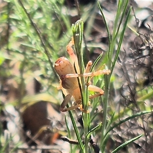 Gryllacrididae (family) at Bungendore, NSW - suppressed