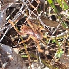 Gryllacrididae (family) at Bungendore, NSW - suppressed
