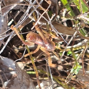 Gryllacrididae (family) at Bungendore, NSW - suppressed
