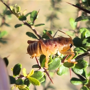 Gryllacrididae (family) at Bungendore, NSW - suppressed