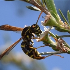 Unidentified Wasp (Hymenoptera, Apocrita) at Jerrabomberra, NSW - 26 Dec 2024 by DianneClarke