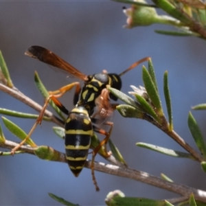 Polistes (Polistes) chinensis at Jerrabomberra, NSW - suppressed