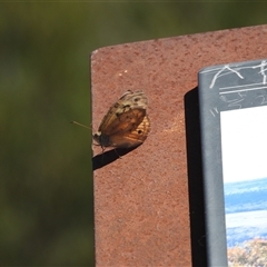 Heteronympha merope (Common Brown Butterfly) at Jerrabomberra, NSW - 25 Dec 2024 by DavidDedenczuk