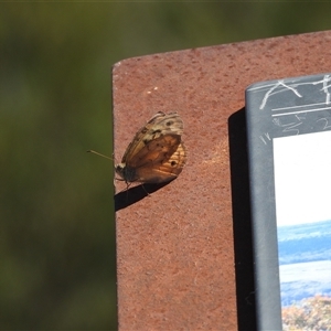 Heteronympha merope at Jerrabomberra, NSW - 25 Dec 2024 09:25 AM