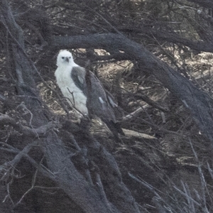 Haliaeetus leucogaster at Freycinet, TAS - 21 Feb 2024 09:35 AM