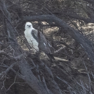 Haliaeetus leucogaster at Freycinet, TAS by AlisonMilton