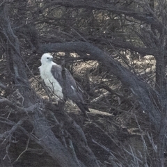 Haliaeetus leucogaster at Freycinet, TAS - 21 Feb 2024 09:35 AM