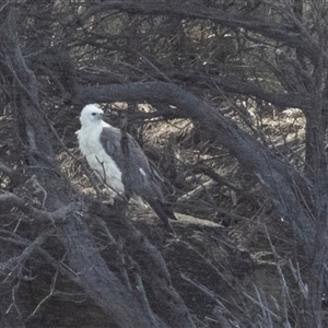 Haliaeetus leucogaster at Freycinet, TAS - 21 Feb 2024 09:35 AM