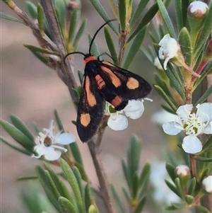 Hestiochora erythrota (A Forester or Burnet moth (Zygaenidae)) at Bungendore, NSW by clarehoneydove