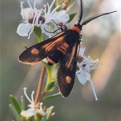 Hestiochora erythrota at Bungendore, NSW - 26 Dec 2024