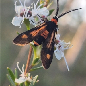 Hestiochora erythrota at Bungendore, NSW - suppressed