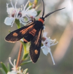 Hestiochora erythrota at Bungendore, NSW - 26 Dec 2024