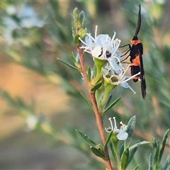 Hestiochora erythrota at Bungendore, NSW - 26 Dec 2024