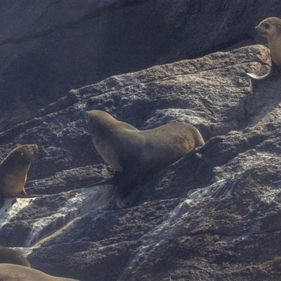Arctocephalus pusillus doriferus (Australian Fur-seal) at Rocky Hills, TAS - 21 Feb 2024 by AlisonMilton