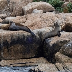 Arctocephalus pusillus doriferus at Rocky Hills, TAS - 21 Feb 2024 09:18 AM