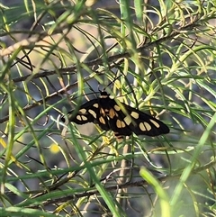 Amata (genus) at Bungendore, NSW - 26 Dec 2024 by clarehoneydove