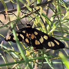 Amata (genus) at Bungendore, NSW - suppressed