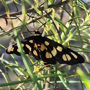 Amata (genus) at Bungendore, NSW - suppressed