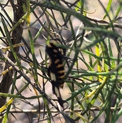 Amata (genus) at Bungendore, NSW - suppressed