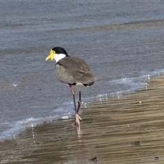 Vanellus miles (Masked Lapwing) at Swansea, TAS - 21 Feb 2024 by AlisonMilton