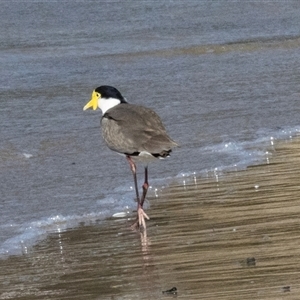 Vanellus miles at Swansea, TAS - 21 Feb 2024 04:09 PM