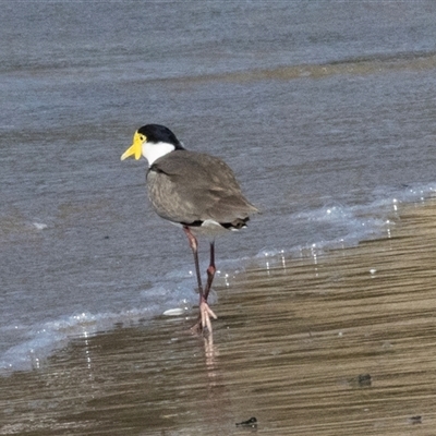 Vanellus miles (Masked Lapwing) at Swansea, TAS - 21 Feb 2024 by AlisonMilton