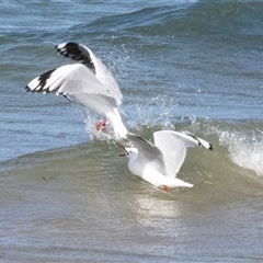 Chroicocephalus novaehollandiae (Silver Gull) at Swansea, TAS - 21 Feb 2024 by AlisonMilton