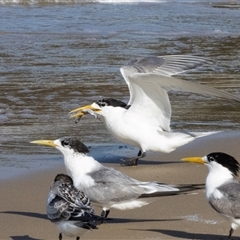 Thalasseus bergii (Crested Tern) at Swansea, TAS - 21 Feb 2024 by AlisonMilton