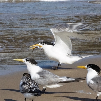 Thalasseus bergii (Crested Tern) at Swansea, TAS - 21 Feb 2024 by AlisonMilton