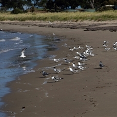 Thalasseus bergii at Swansea, TAS - 21 Feb 2024 04:53 PM