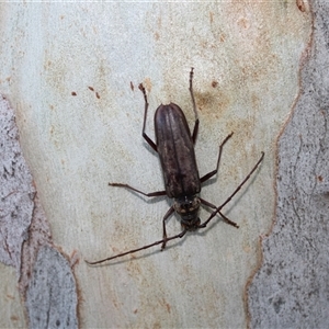 Pachydissus sericus (Longhorn beetle) at Kaleen, ACT by maura