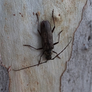 Pachydissus sericus at Kaleen, ACT - 26 Dec 2024 08:33 PM