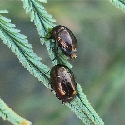 Ditropidus sp. (genus) (Leaf beetle) at Bungendore, NSW - 26 Dec 2024 by clarehoneydove