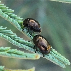 Ditropidus sp. (genus) at Bungendore, NSW - suppressed