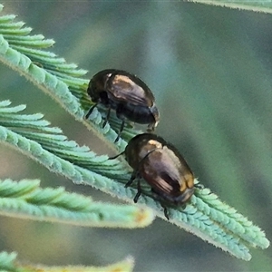 Ditropidus sp. (genus) at Bungendore, NSW - suppressed