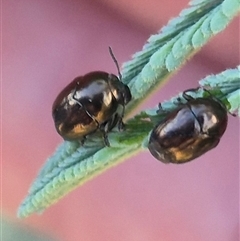 Ditropidus sp. (genus) at Bungendore, NSW - suppressed