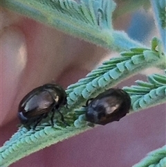 Ditropidus sp. (genus) at Bungendore, NSW - suppressed