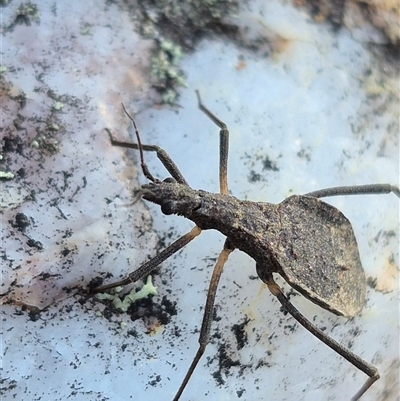 Reduviidae (family) (An assassin bug) at Bungendore, NSW - 26 Dec 2024 by clarehoneydove