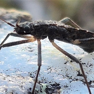 Reduviidae (family) at Bungendore, NSW - suppressed