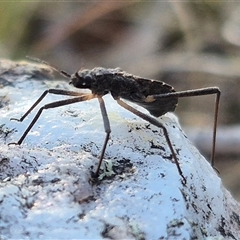 Reduviidae (family) at Bungendore, NSW - suppressed