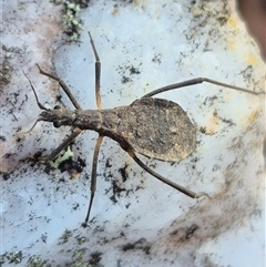 Reduviidae (family) at Bungendore, NSW - suppressed